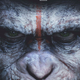 Illustration for article titled emThe Onion/ems Review Of emDawn Of The Planet Of The Apes/em Is Pretty On Point